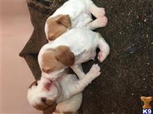 brittany puppy posted by Mike Schumann